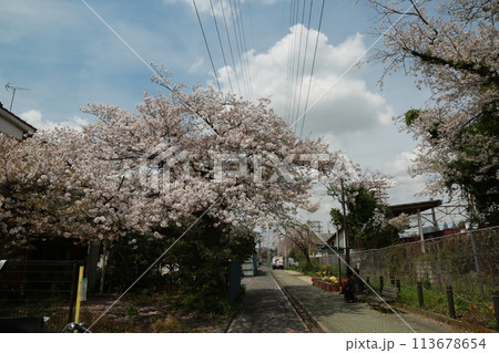 近所を歩いた 113678654