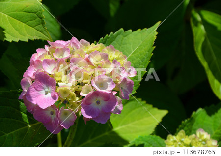 紫陽花(アジサイ) 紫陽花(アジサイ) 113678765