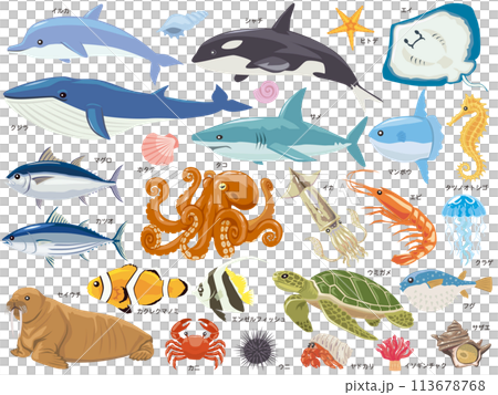 Sea creatures illustration set Sea creatures illustration set 113678768