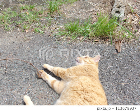 相島の猫 113678937