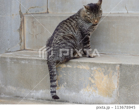 相島の猫 113678945