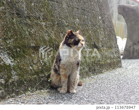 相島の猫 113678947