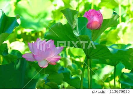 蓮の花 蓮の花 113679030