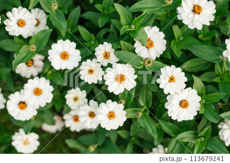 White flowers zinnia of in the garden 113679241
