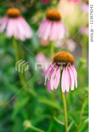 Pink flowers of Echinacea purpurea in the garden in summer 113679242