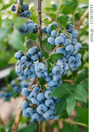 Ripe organic blueberry berry in the garden in summer 113679243