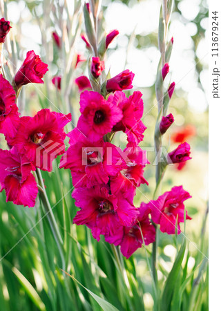 Bright pink Gladiolus Vandohla (Lefeber) flowers in the garden 113679244