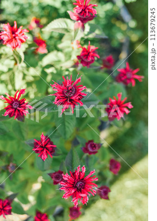 Carmine red Monarda flowers Be Happy in the garden 113679245