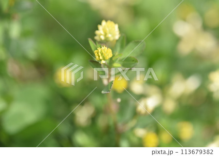 黄色の小さな花のコメツブツメクサ 113679382