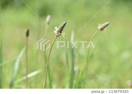 背の高い花をつけるヘラオオバコ 113679383