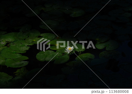 スイレンの花 113680008