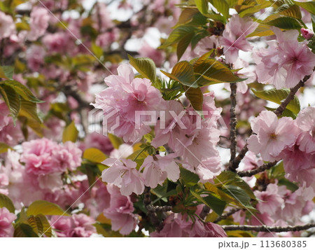 福岡城址舞鶴公園の八重桜の花と新芽をアップで 福岡城址舞鶴公園の八重桜の花と新芽をアップで 113680385