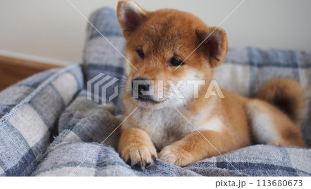 fluffy red shiba inu puppy 113680673