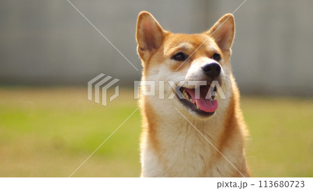 Close-up Portrait of female Shiba inu (dog) in the garden at golden sunset in summer. 113680723