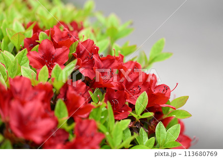 キリシマツツジ（霧島躑躅） 113680769