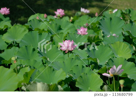 蓮の花 113680799