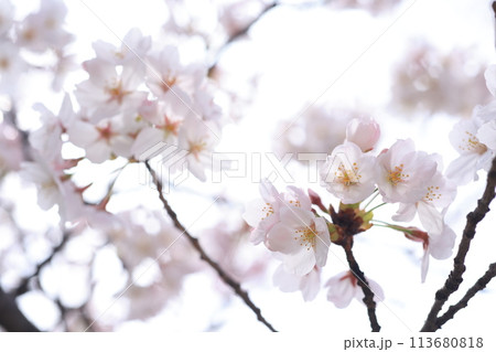 桜228 113680818