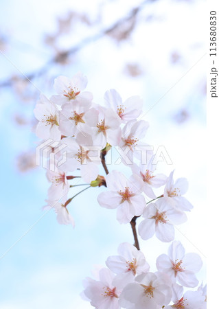 桜243 桜243 113680830