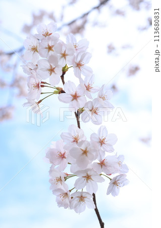 桜244 113680831