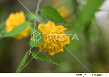 八重ヤマブキ(山吹)の花 八重ヤマブキ(山吹)の花 113680854