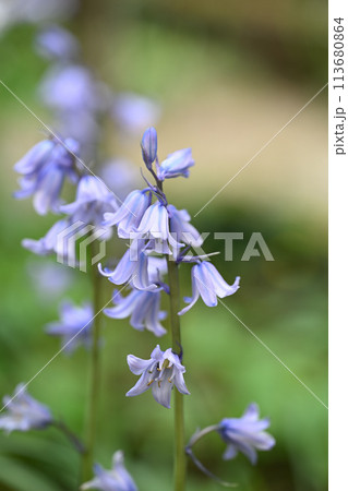 ツリガネズイセン 113680864