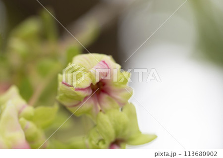 御衣黄桜（ギョイコウザクラ） 113680902