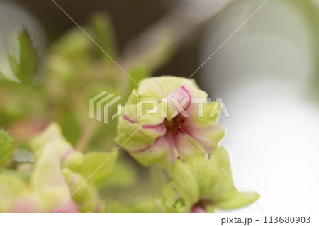 御衣黄桜（ギョイコウザクラ） 113680903