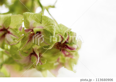 御衣黄桜（ギョイコウザクラ） 113680906