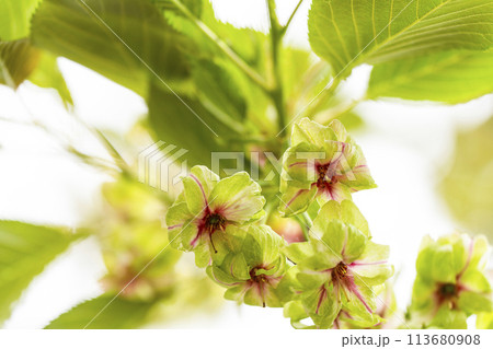 御衣黄桜（ギョイコウザクラ） 113680908