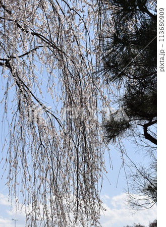 枝垂れ桜と松の木が競演する風景 113680909