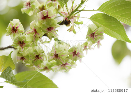 御衣黄桜（ギョイコウザクラ） 113680917