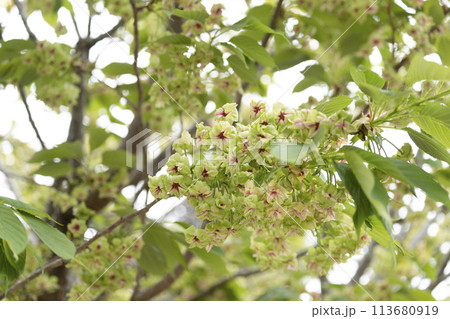御衣黄桜（ギョイコウザクラ） 113680919