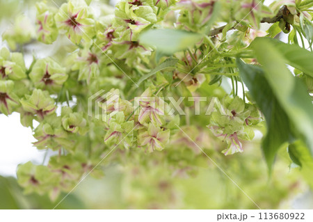 御衣黄桜（ギョイコウザクラ） 113680922