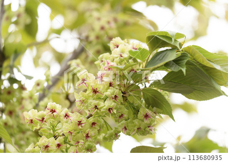 御衣黄桜（ギョイコウザクラ） 113680935