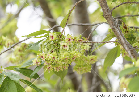 御衣黄桜（ギョイコウザクラ） 113680937