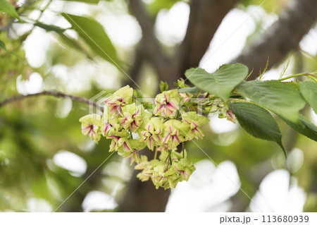 御衣黄桜(ギョイコウザクラ) 御衣黄桜(ギョイコウザクラ) 113680939