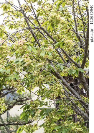 御衣黄桜（ギョイコウザクラ） 113680940