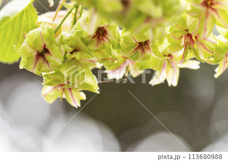 御衣黄桜（ギョイコウザクラ） 113680988