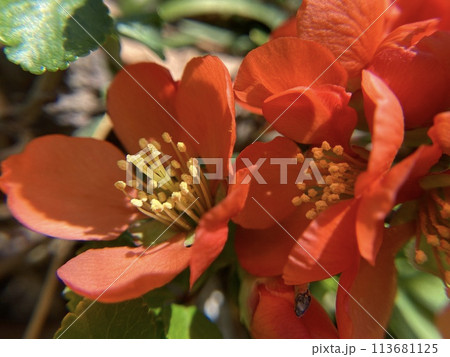 ボケの花満開 113681125