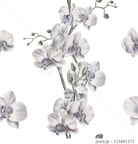 White orchid flowers in a seamless pattern with orchid branches and individual flowers on a white background. Tropical plants. Watercolor illustration. For cloth, tablecloth, silk scarf, stoles. White orchid flowers in a seamless pattern with orchid branches and individual flowers on a white background. Tropical plants. Watercolor illustration. For cloth, tablecloth, silk scarf, stoles. 113681171