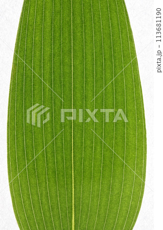 ササ類・クマザサ(隈笹)の葉と葉脈 ササ類・クマザサ(隈笹)の葉と葉脈 113681190