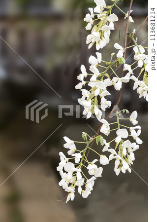 白い藤(岡崎市松應寺) 白い藤(岡崎市松應寺) 113681214