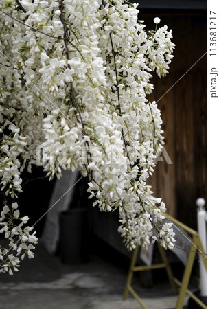 白い藤（岡崎市松應寺） 113681217