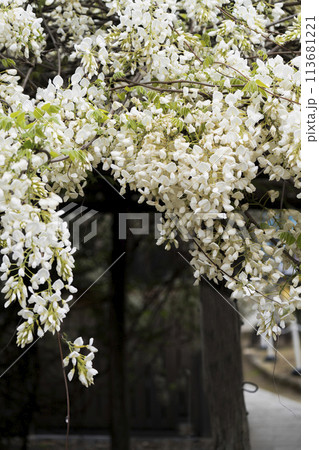 白い藤(岡崎市松應寺) 白い藤(岡崎市松應寺) 113681221