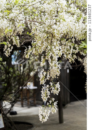 白い藤（岡崎市松應寺） 113681237