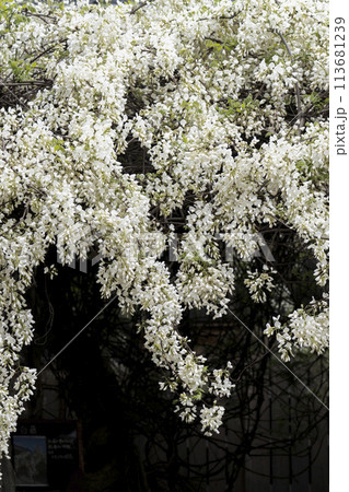 白い藤(岡崎市松應寺) 白い藤(岡崎市松應寺) 113681239