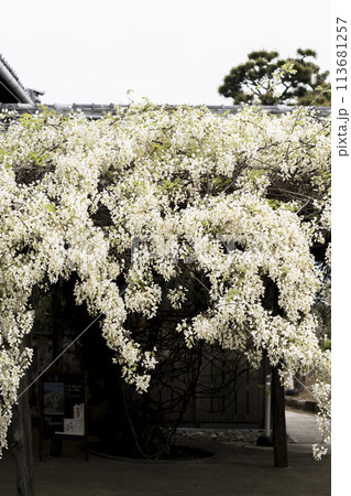 白い藤(岡崎市松應寺) 白い藤(岡崎市松應寺) 113681257