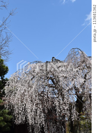 大きく花を広げる枝垂れ桜 113681362
