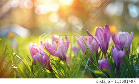 Vibrant purple tulips bloom amidst lush greenery, their petals gently kissed by the warm, golden rays of a spring sunset, heralding the season's joyous rebirth Vibrant purple tulips bloom amidst lush greenery, their petals gently kissed by the warm, golden rays of a spring sunset, heralding the season's joyous rebirth 113681497