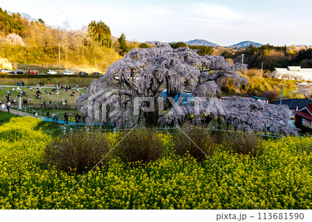 見頃を迎えた福島県三春町の滝桜 見頃を迎えた福島県三春町の滝桜 113681590